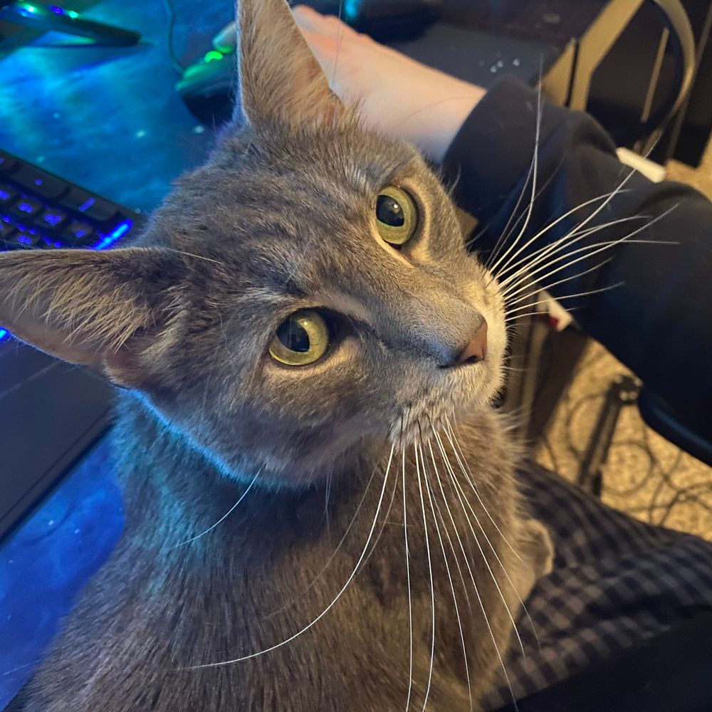 SkyCat 🐈🤖