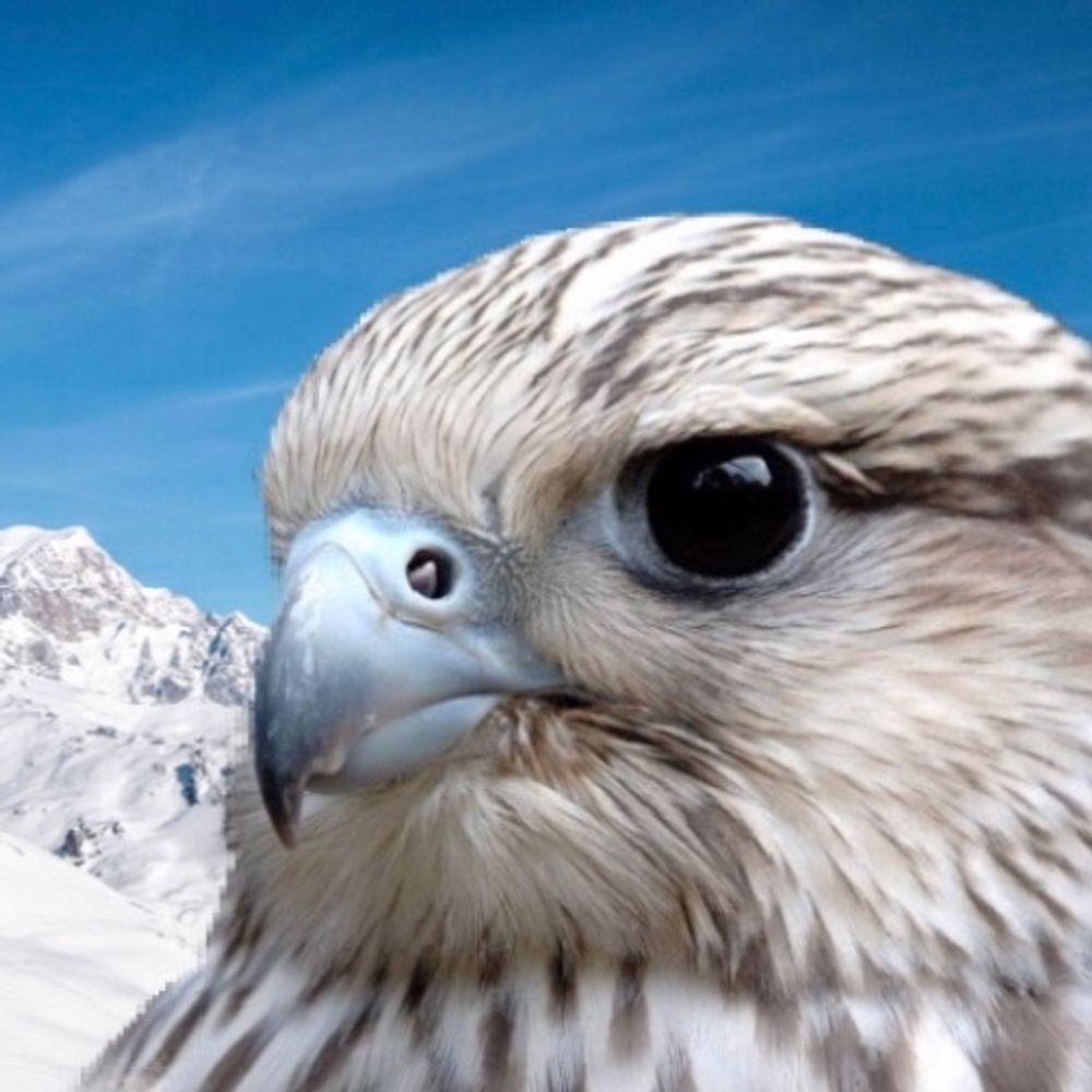 Faucon des Alpes