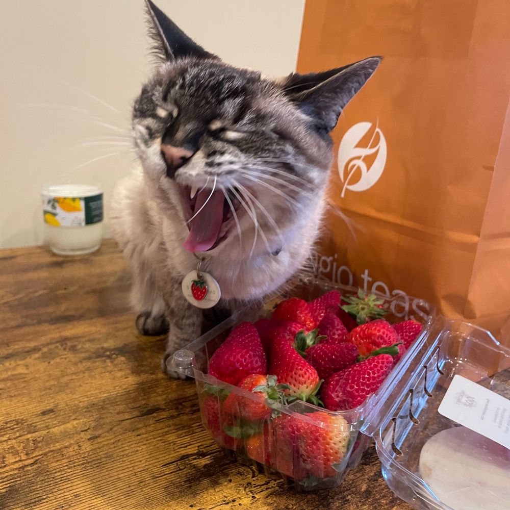 esther the cat