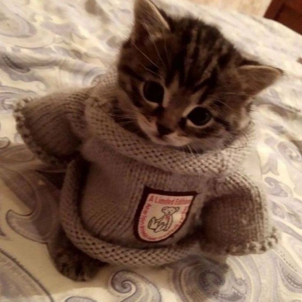 🐈‍⬛