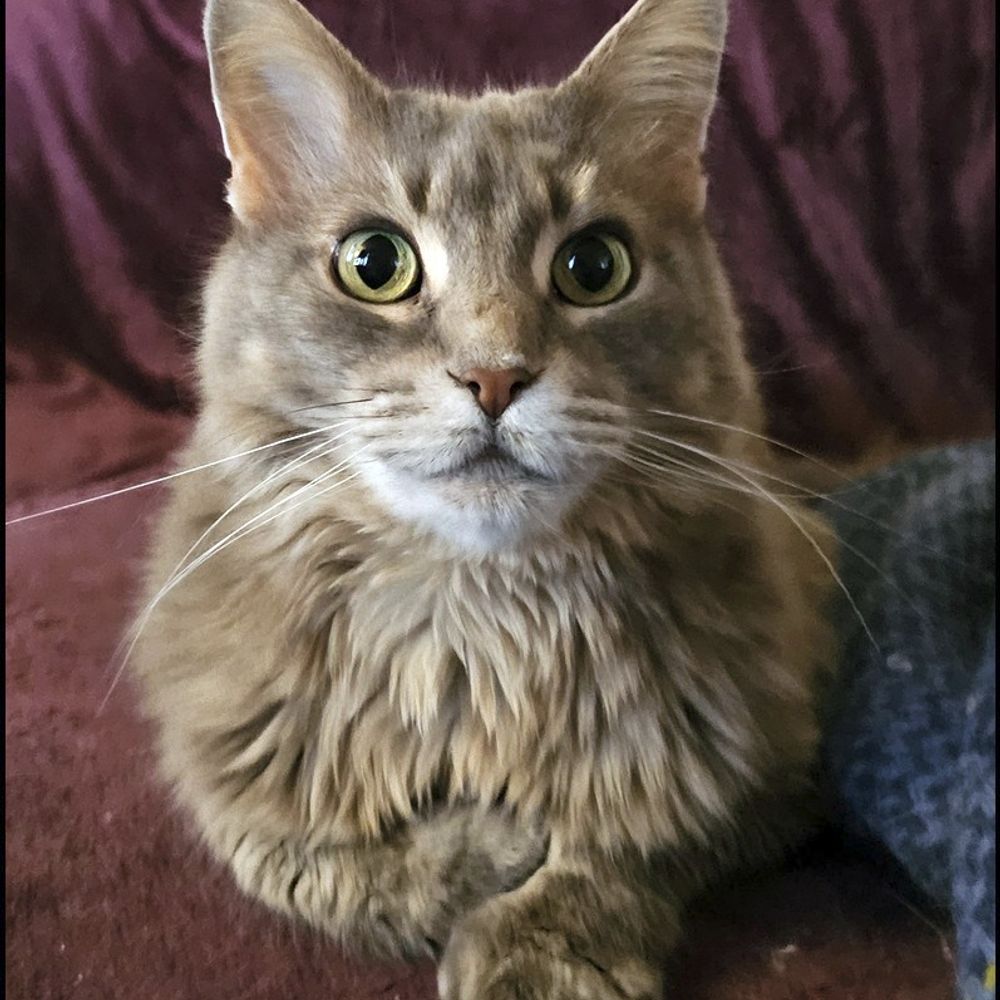 WesterosCat