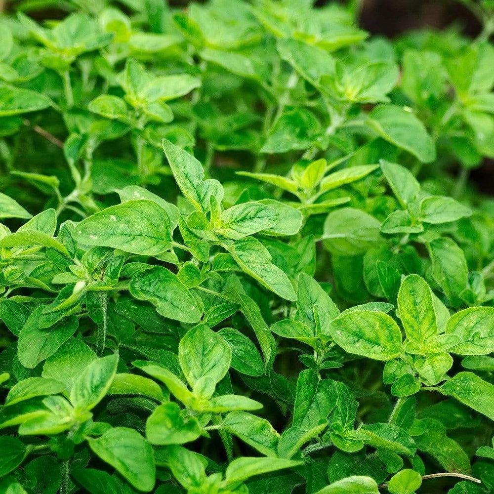 Infinite Oregano
