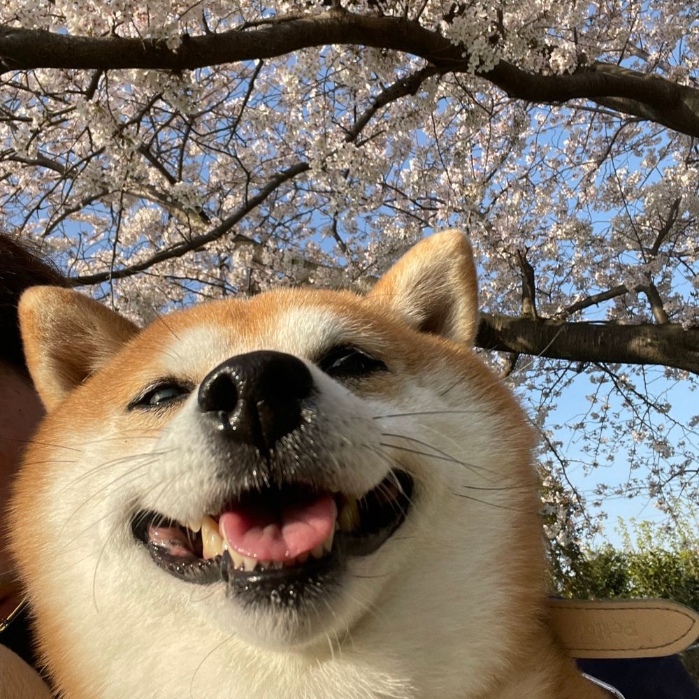 shiba inu