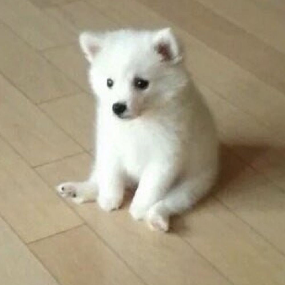 몽구