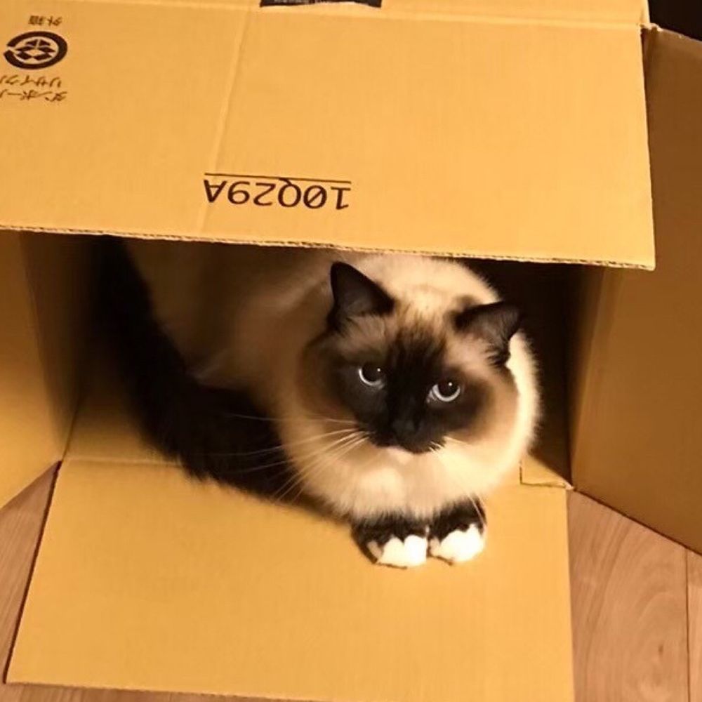 あにきー