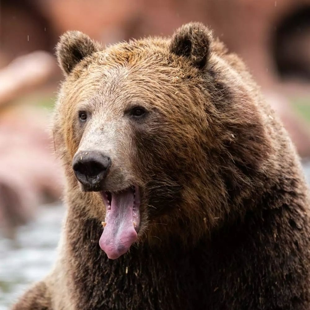 Bear 