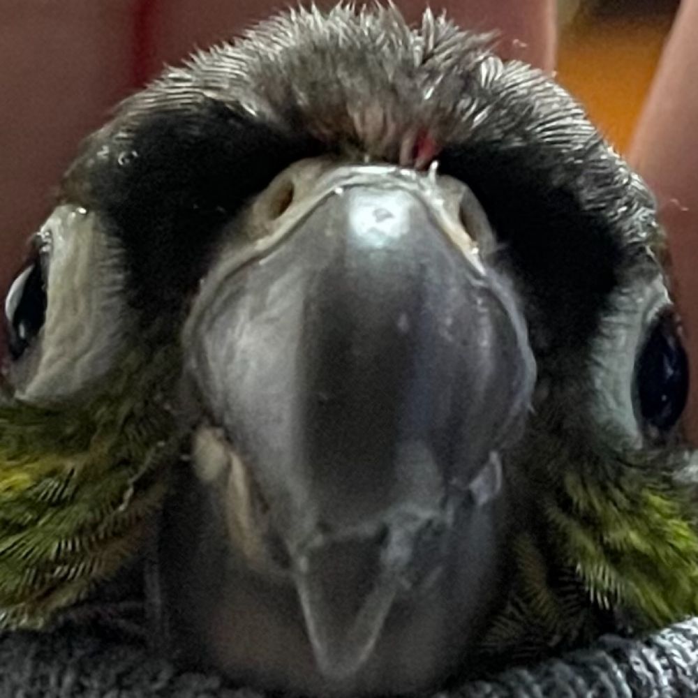 수비니
