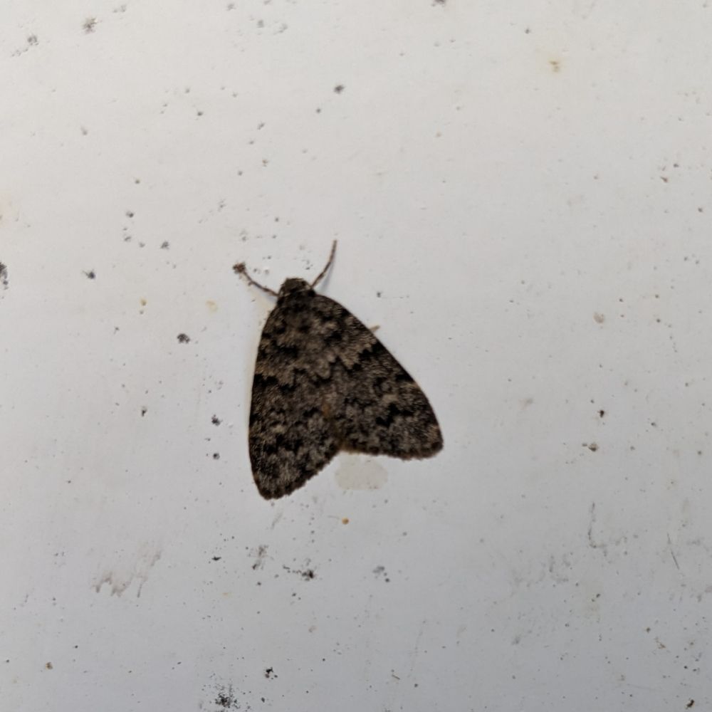 moth