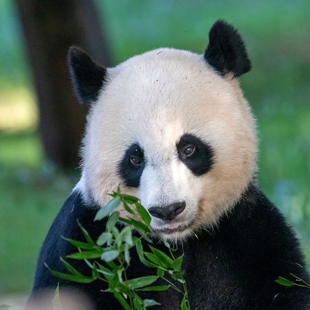 Panda Doc