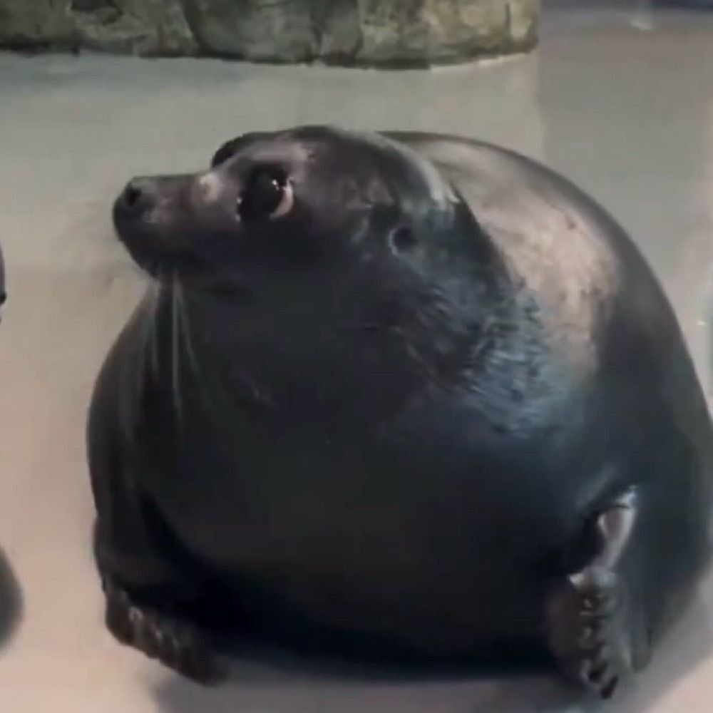 Bubu