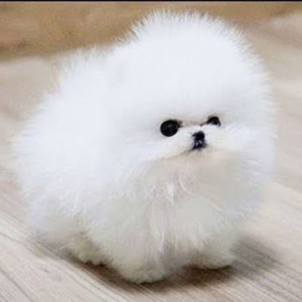 白毛玉