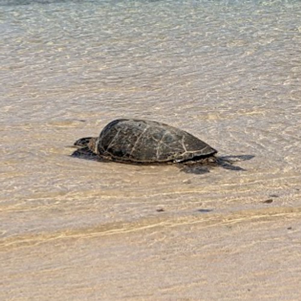 Turtle 4🏳️‍⚧️