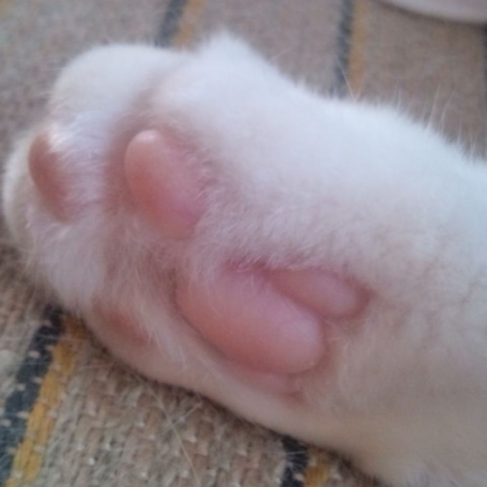 サツキ