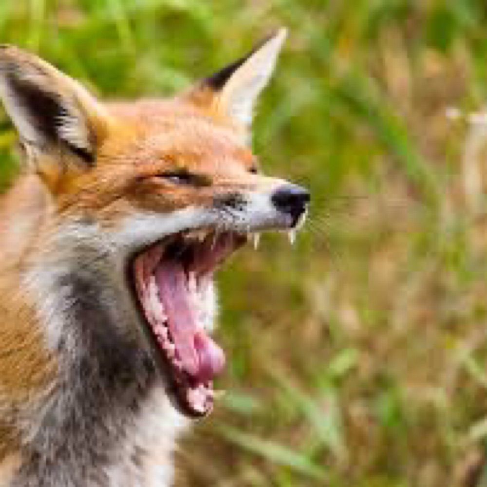 Feral X