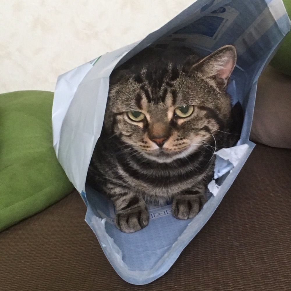 まめ🫧