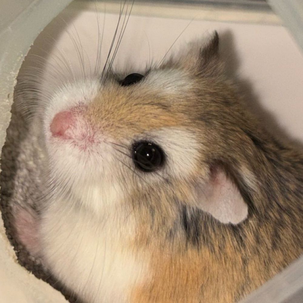 とく