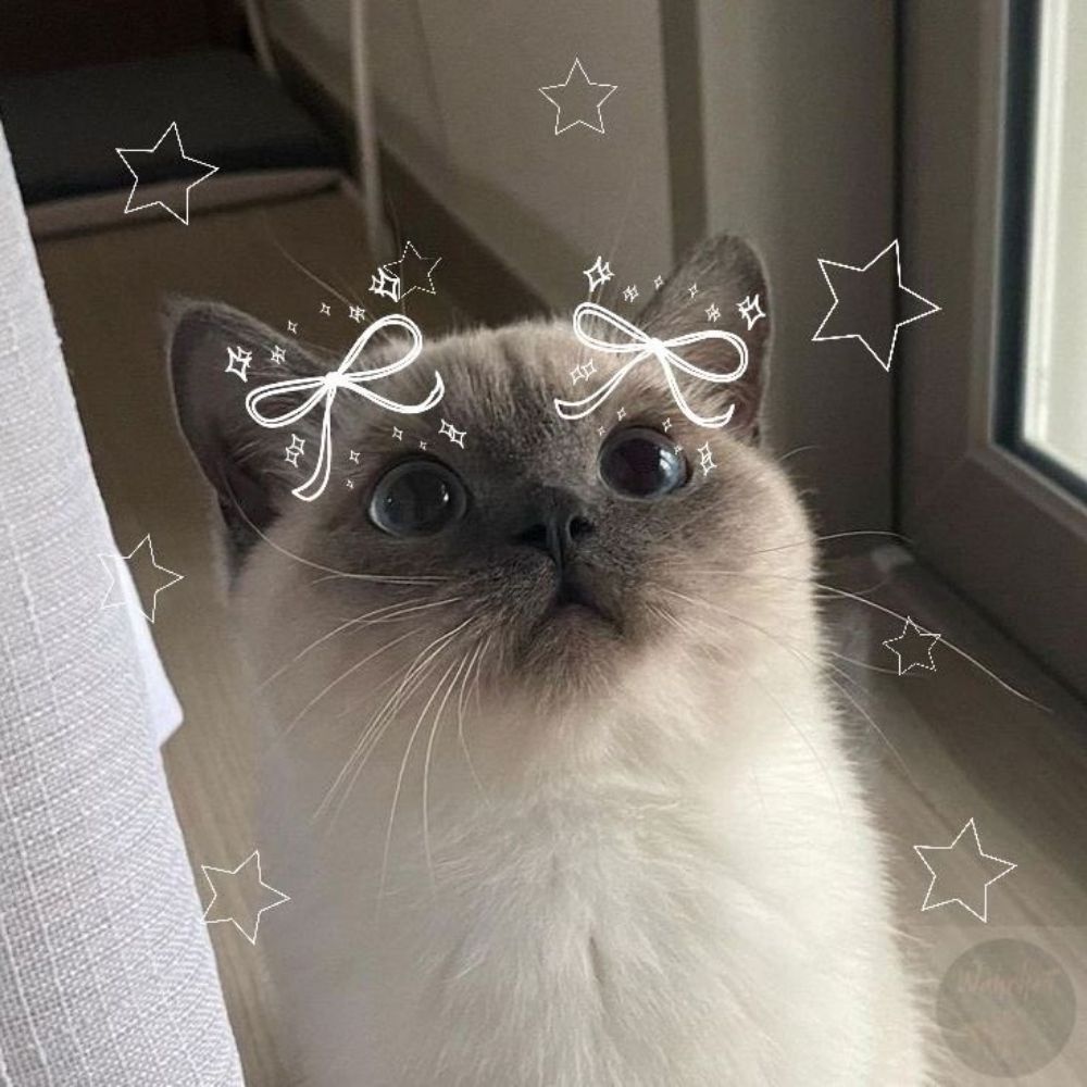 Meowy