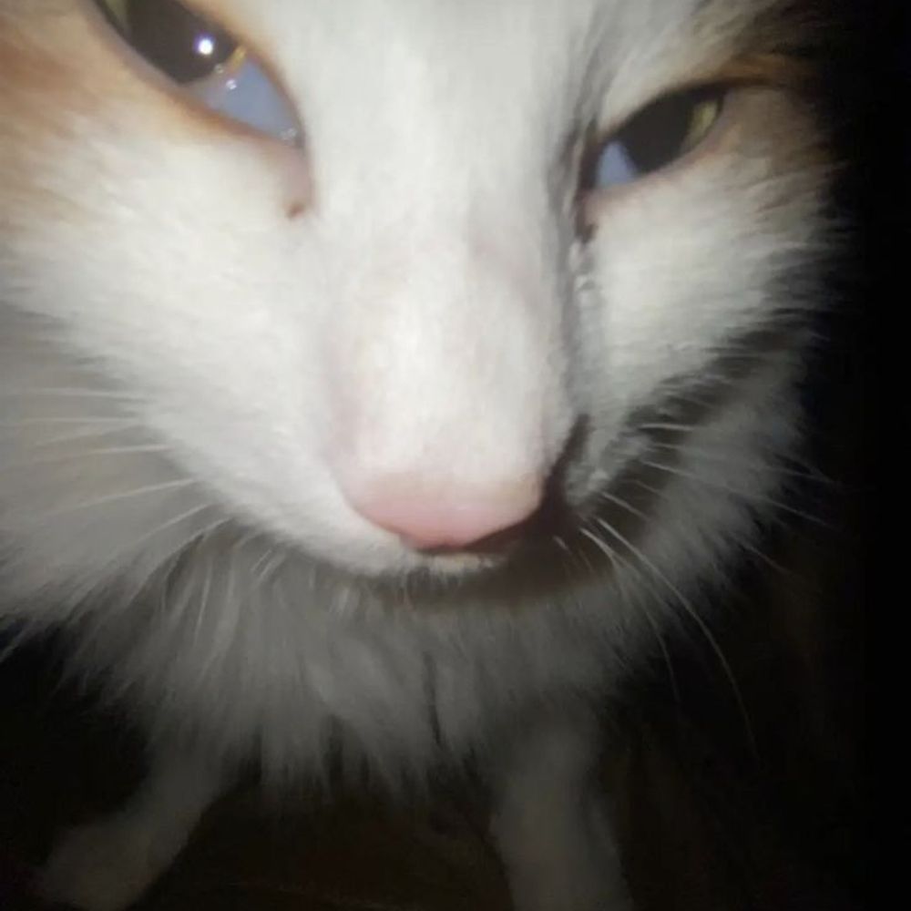 VRCat