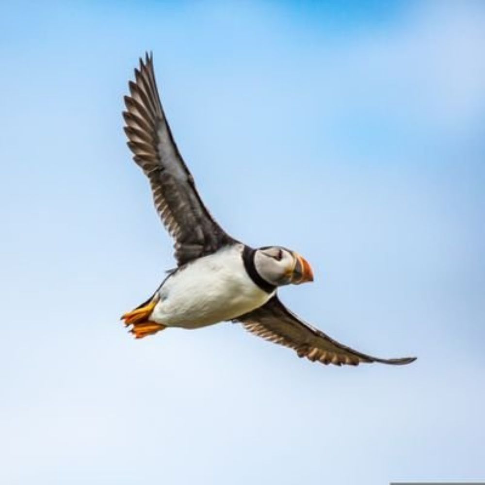 Birdoj de la mondo 🌍🦜