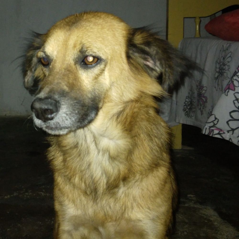 Amanda