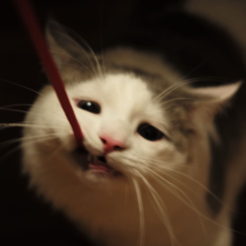 にご