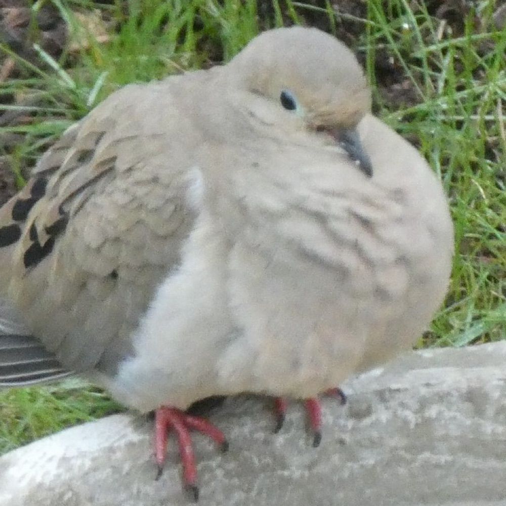 Mourning Dove