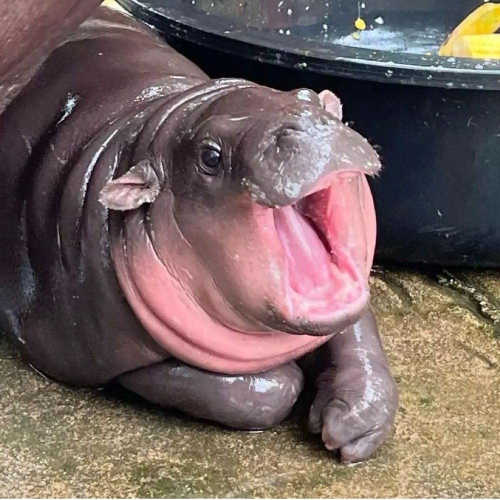 Botchild