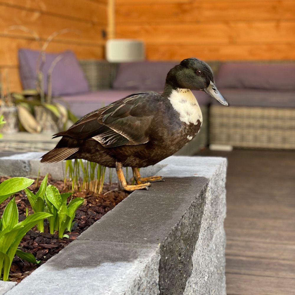 Urban Garden Wildlife
