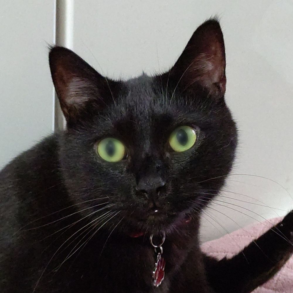 くろねこ🐱💕校正・校閲者