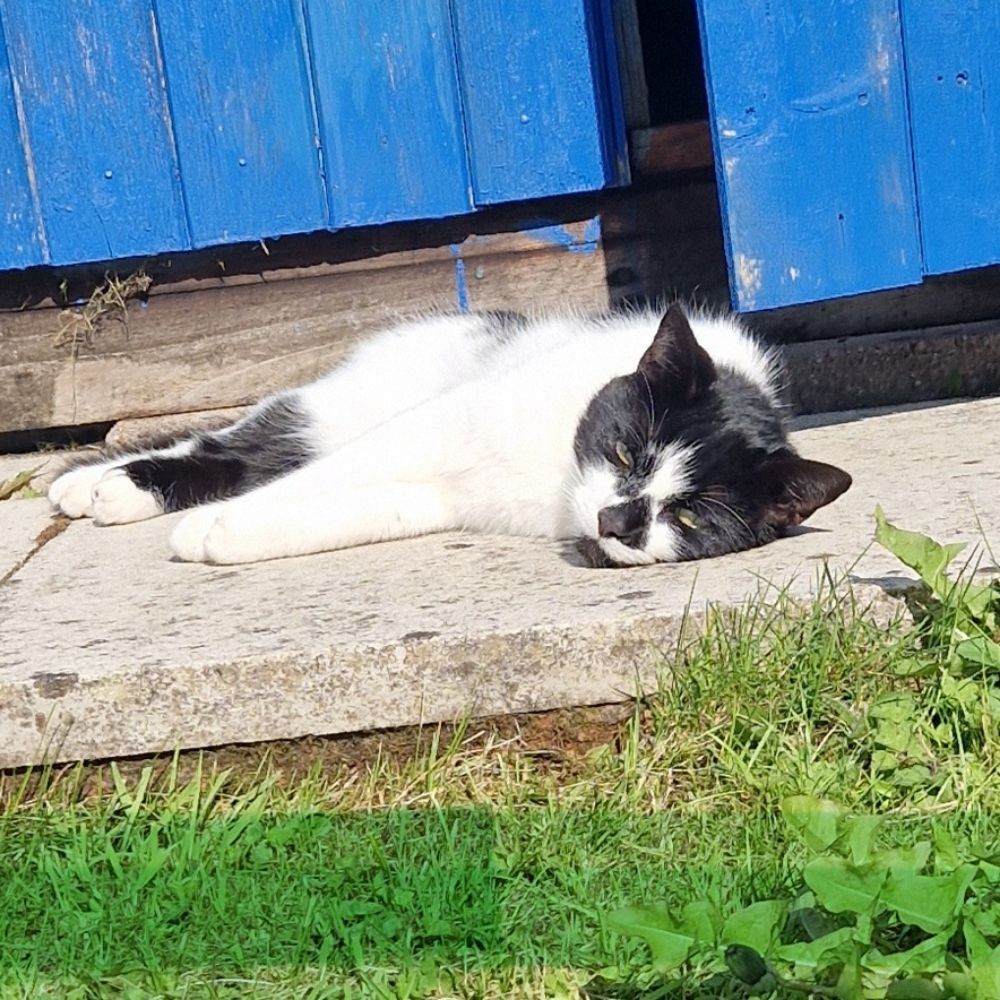 Menzie, great Scottish 🐈