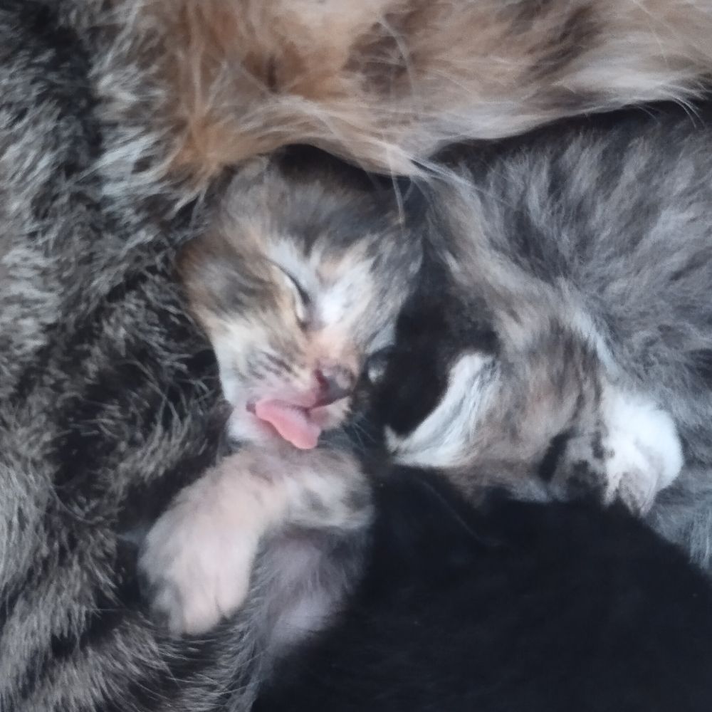 Cat_Katika