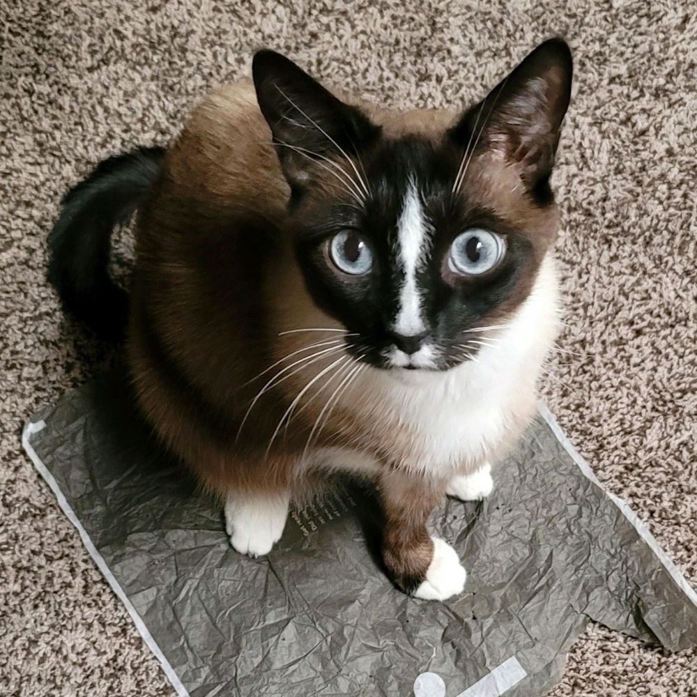 Jebbie the Cat