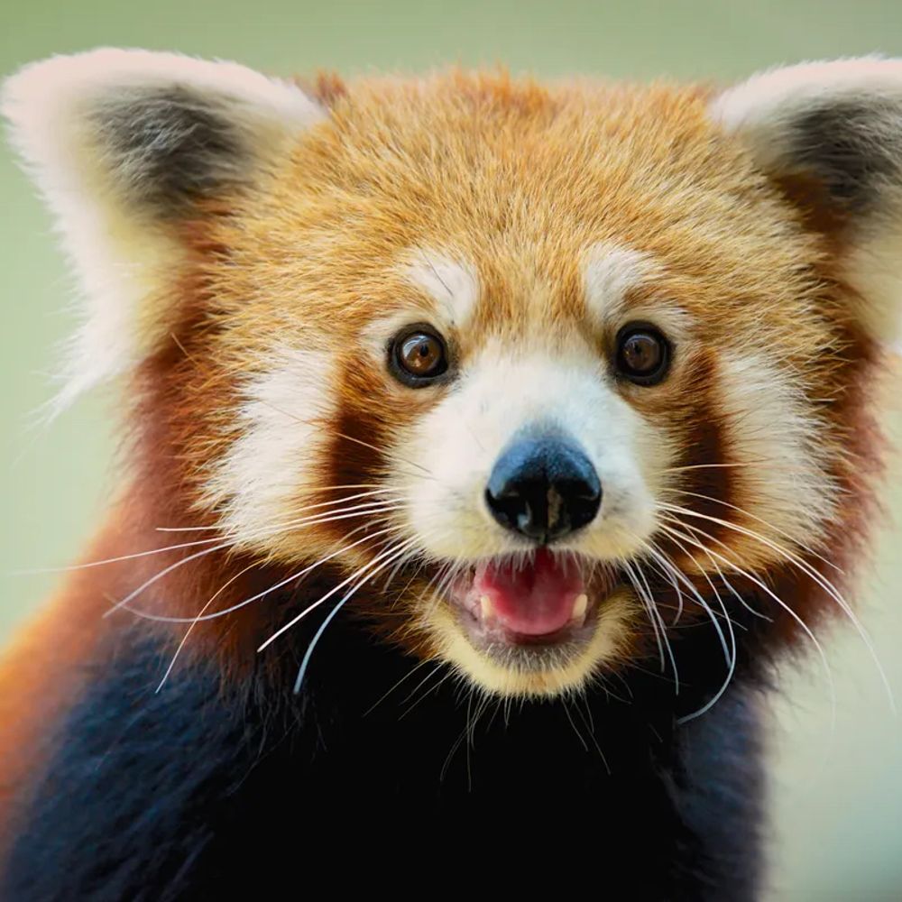 The Red Panda
