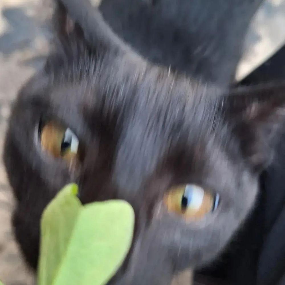 Mavi