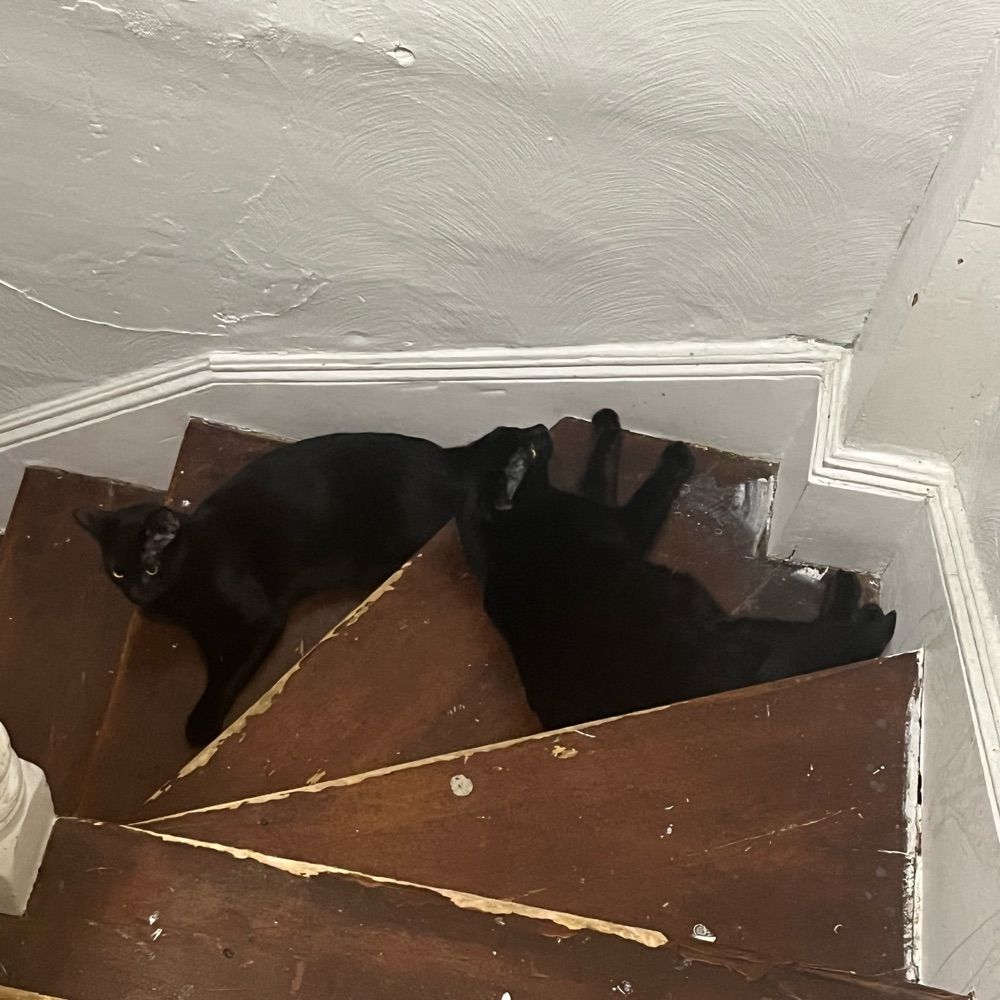 nyx and nox the cats