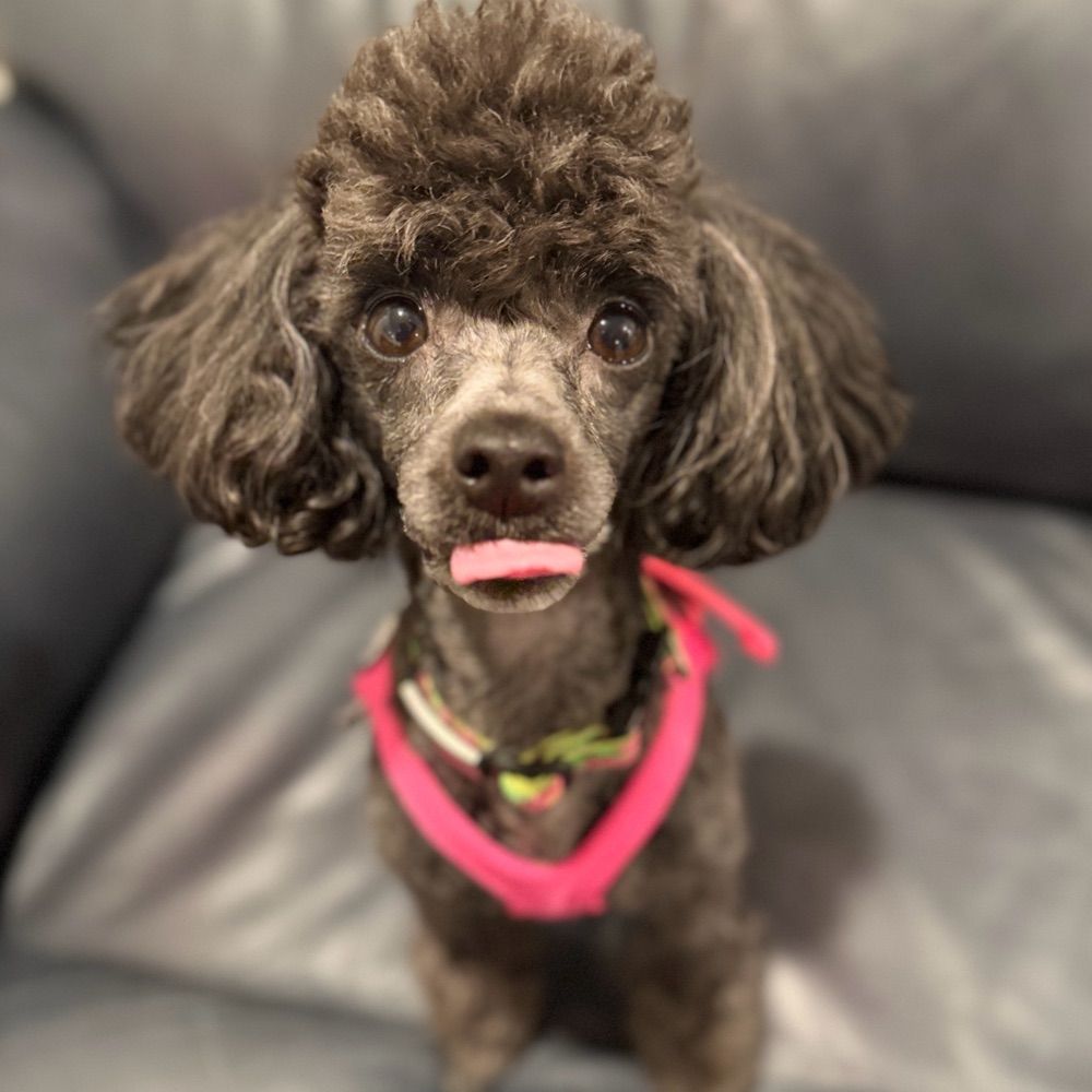 Sophie The Toy Poodle
