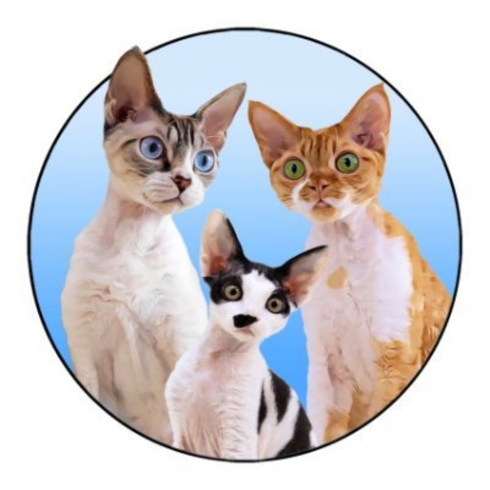 The Rockstar Cats