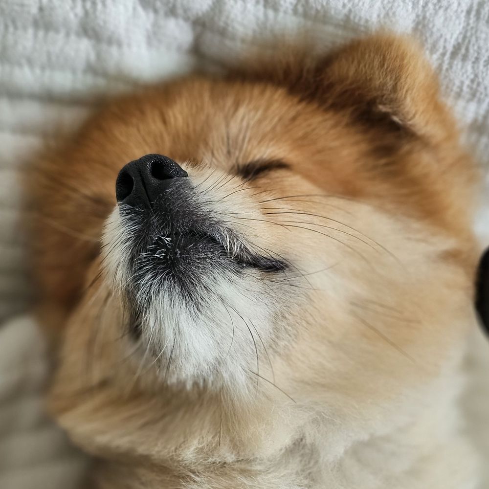 언덕 위 모카네🦊🏡Mochaaaaa on the hill
