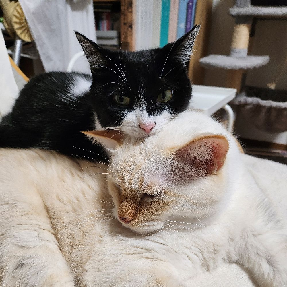 モカ吉