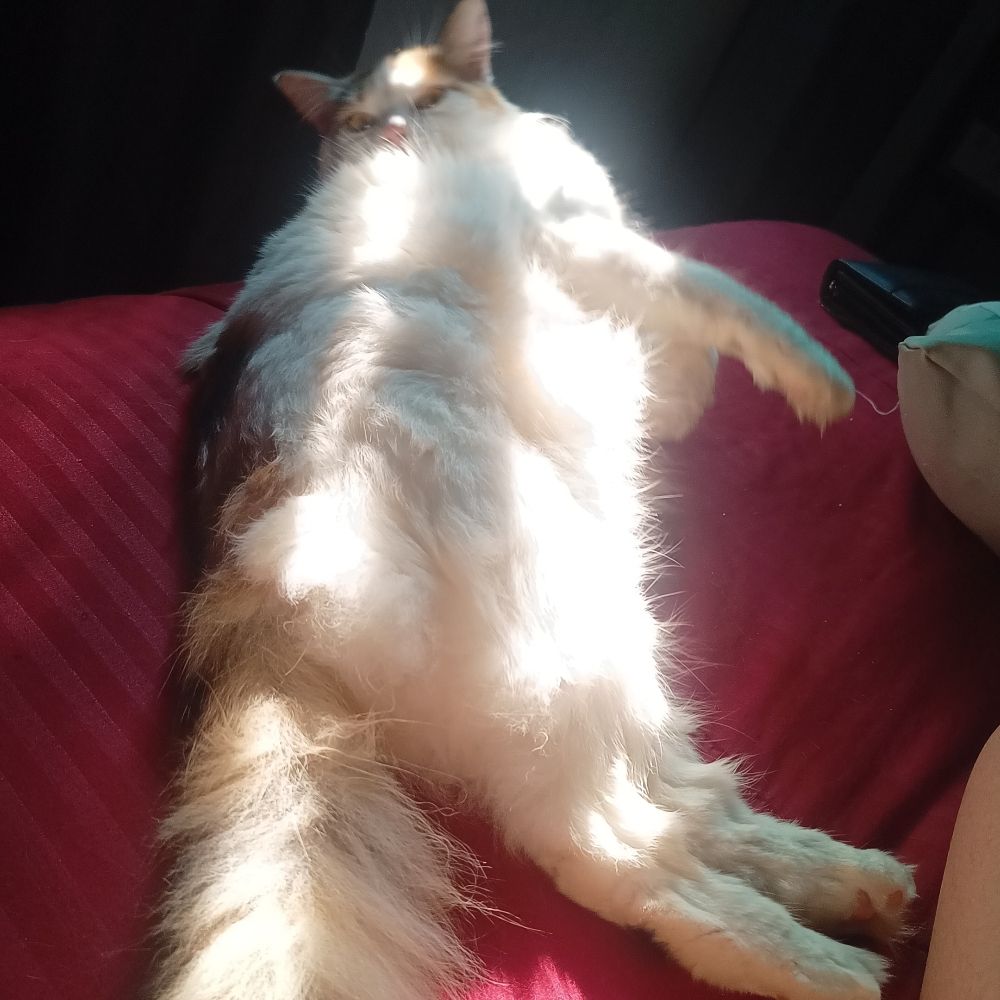 Docinho 