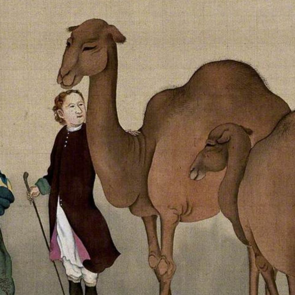 Ming Panha and Camels