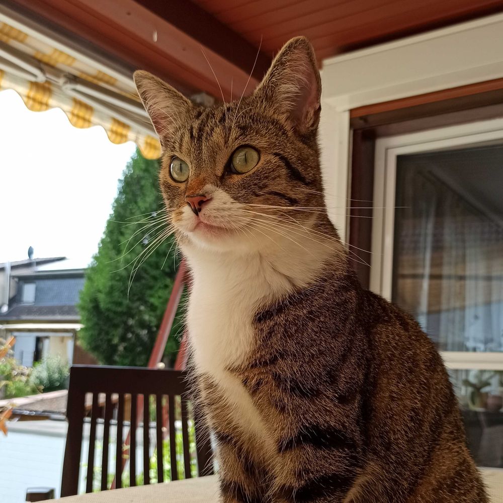 Inza