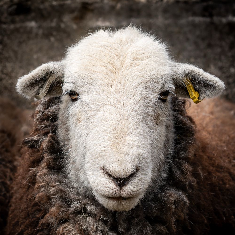 Amy Bateman Photography