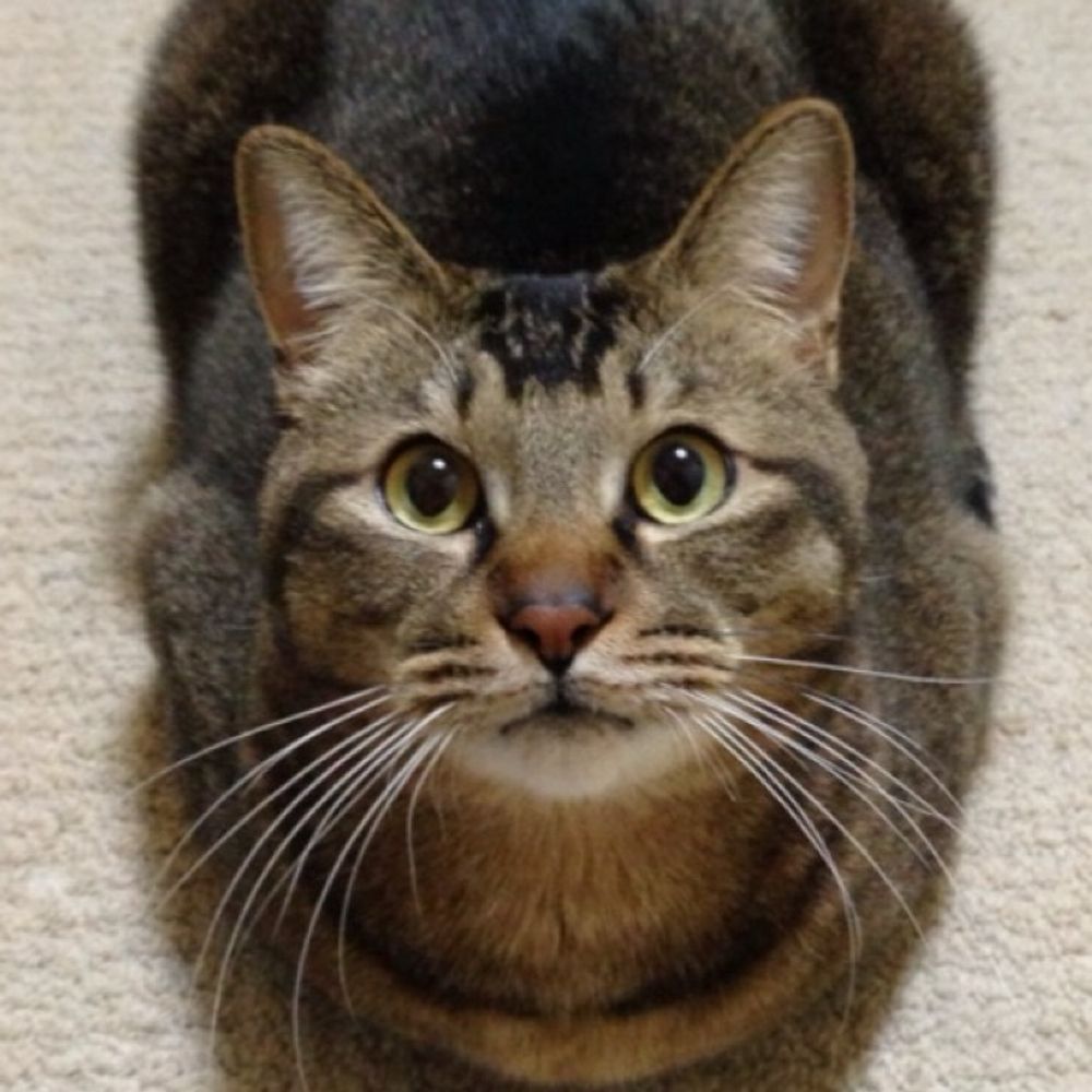ねこおぢ