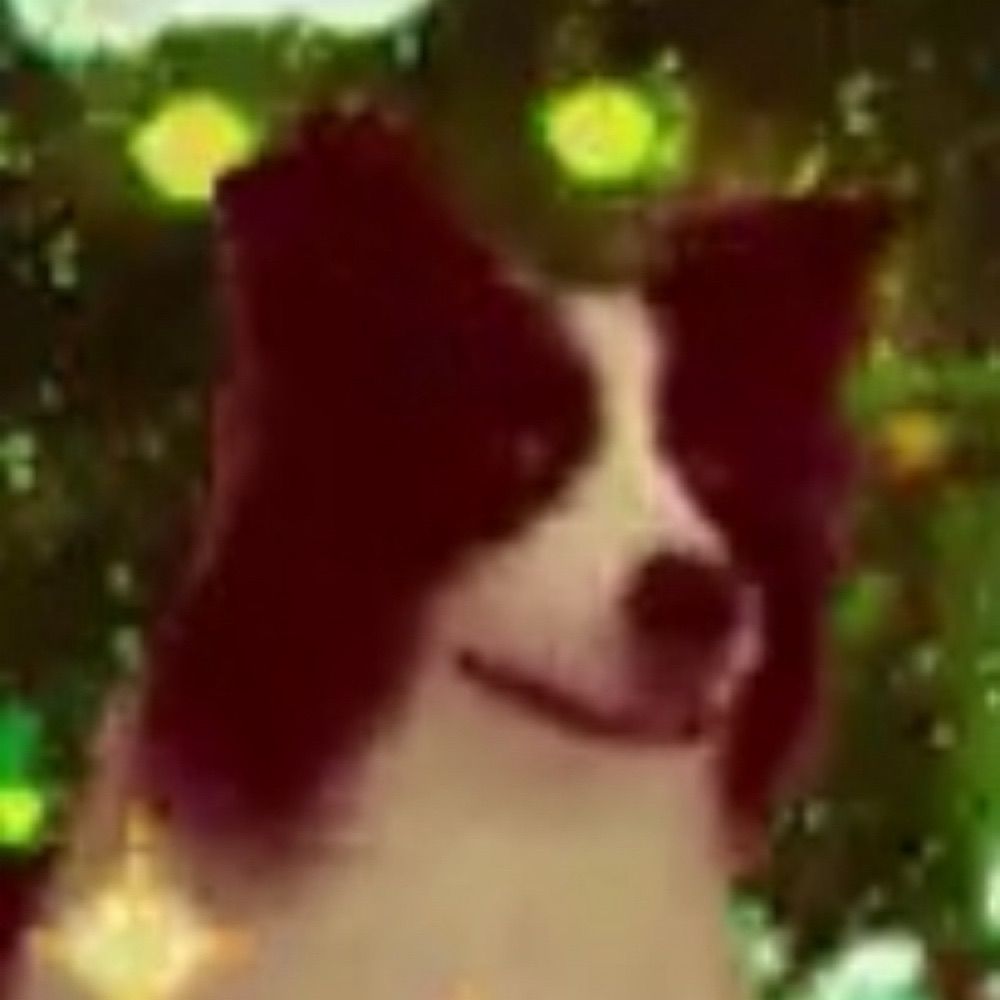 -ˏˋ⋆ woof bark awoo ⋆ˊˎ-
