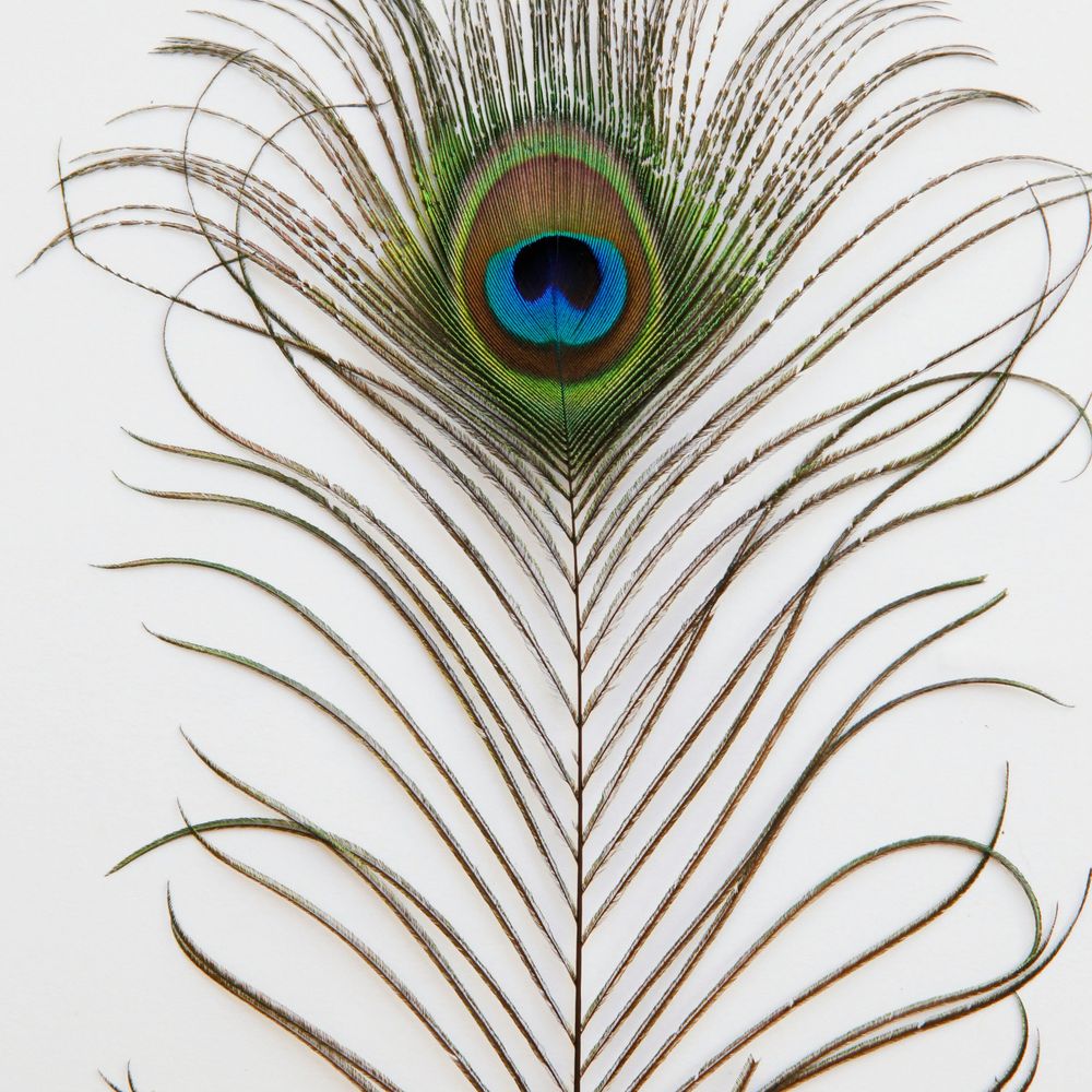 Feather Stych