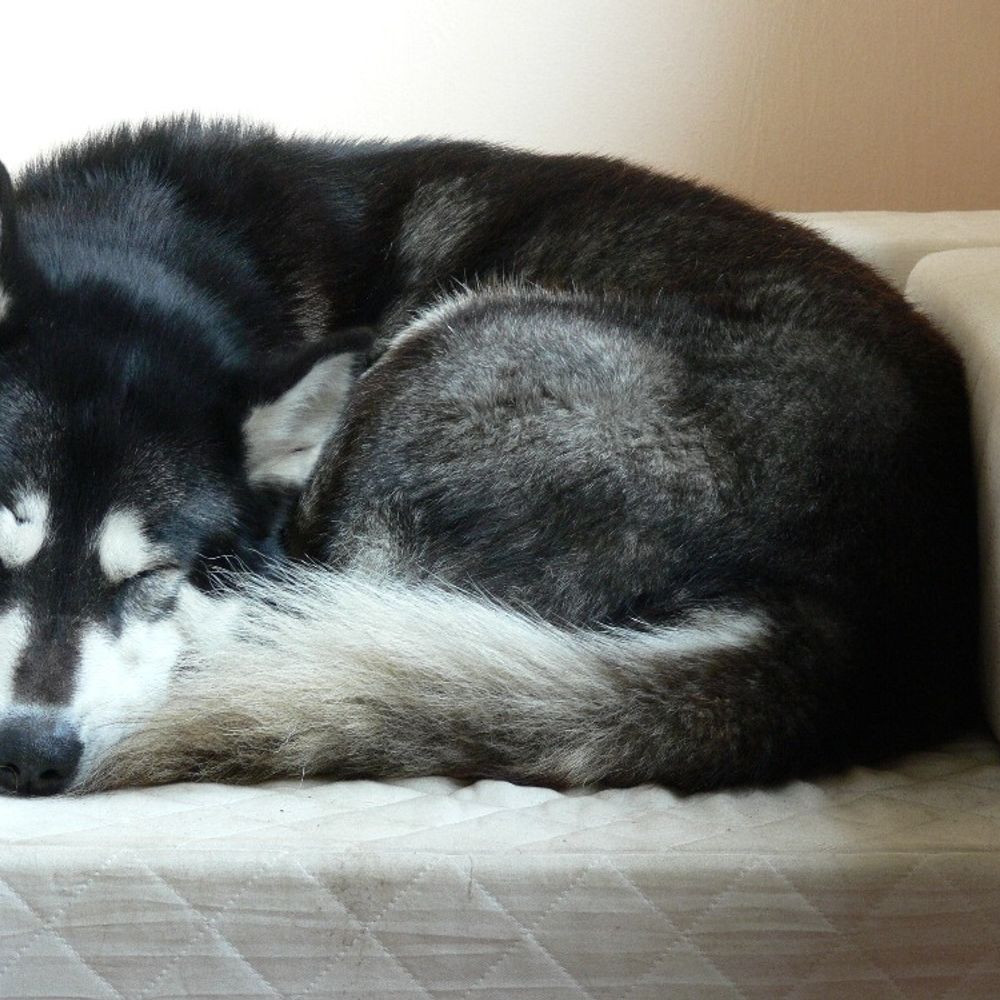Akiwuff, also known as Akeela