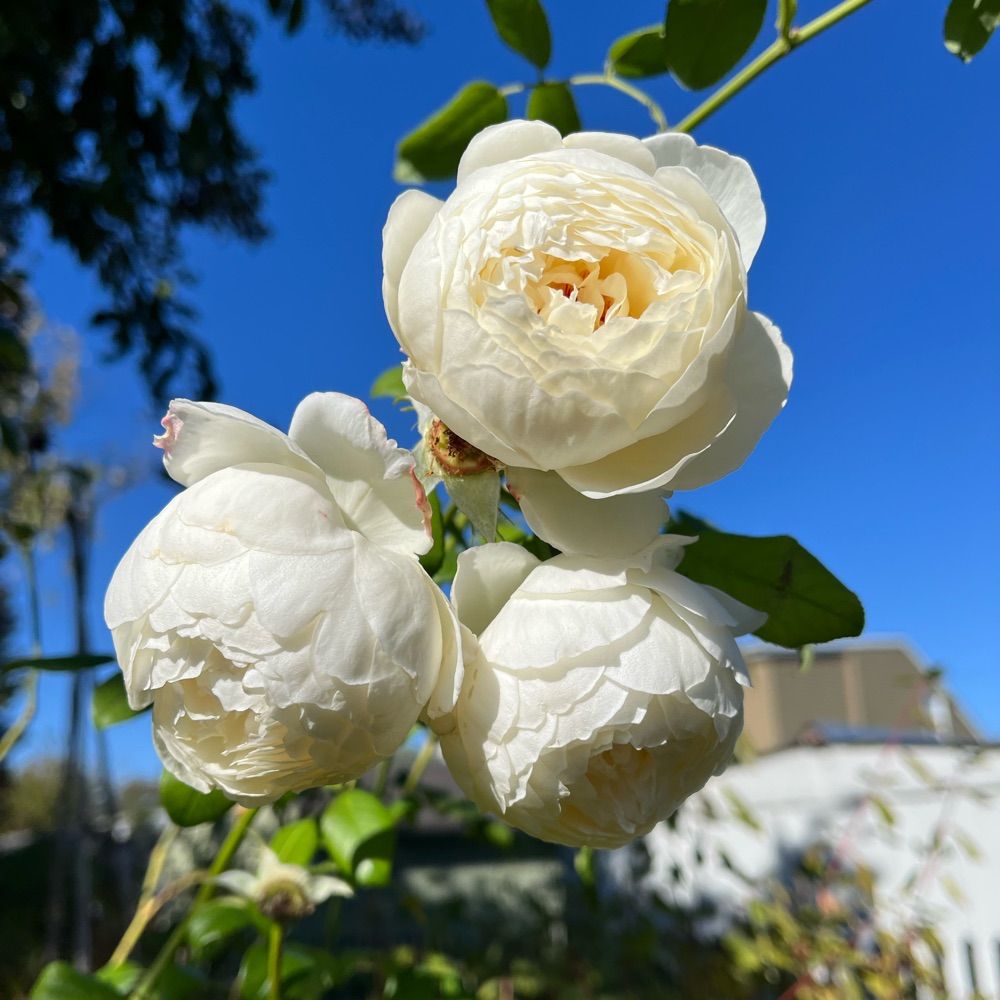 The Vicar’s Garden