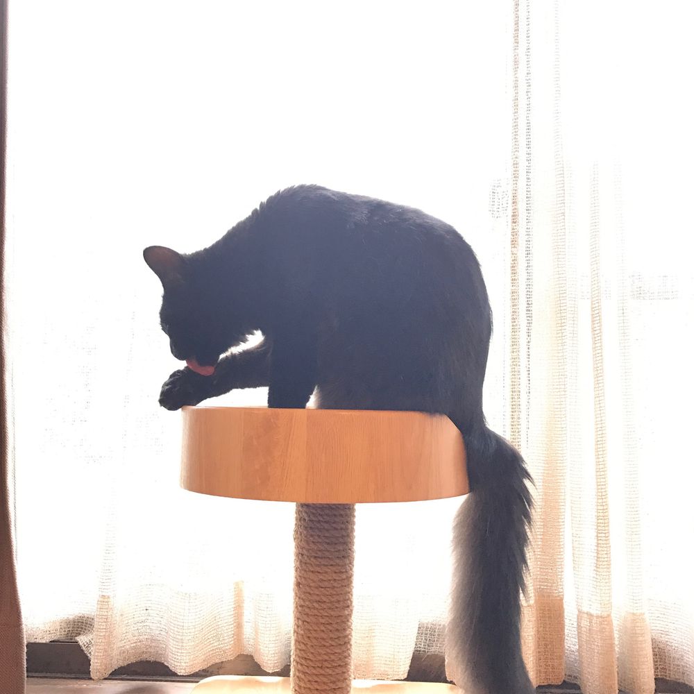 Midoly
