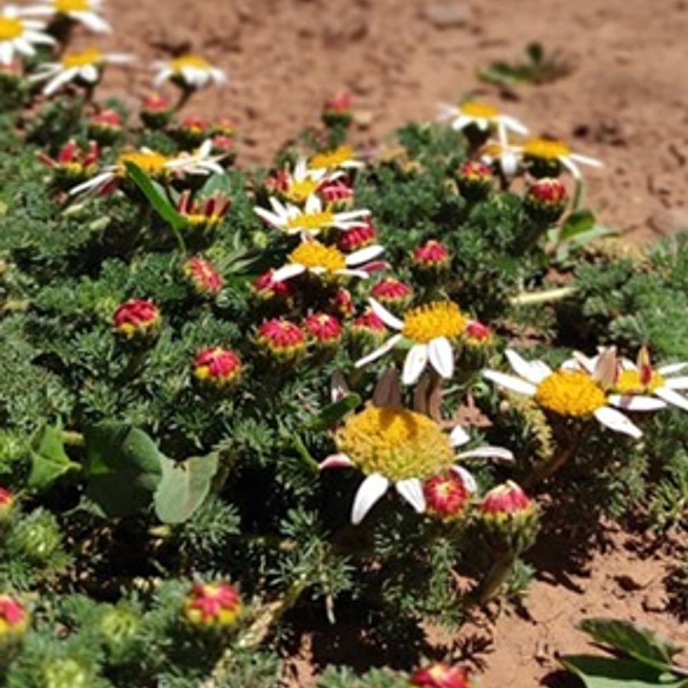 FloraAtlas